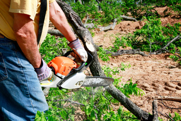 Tree Health Inspection in Shrewsbury, NJ